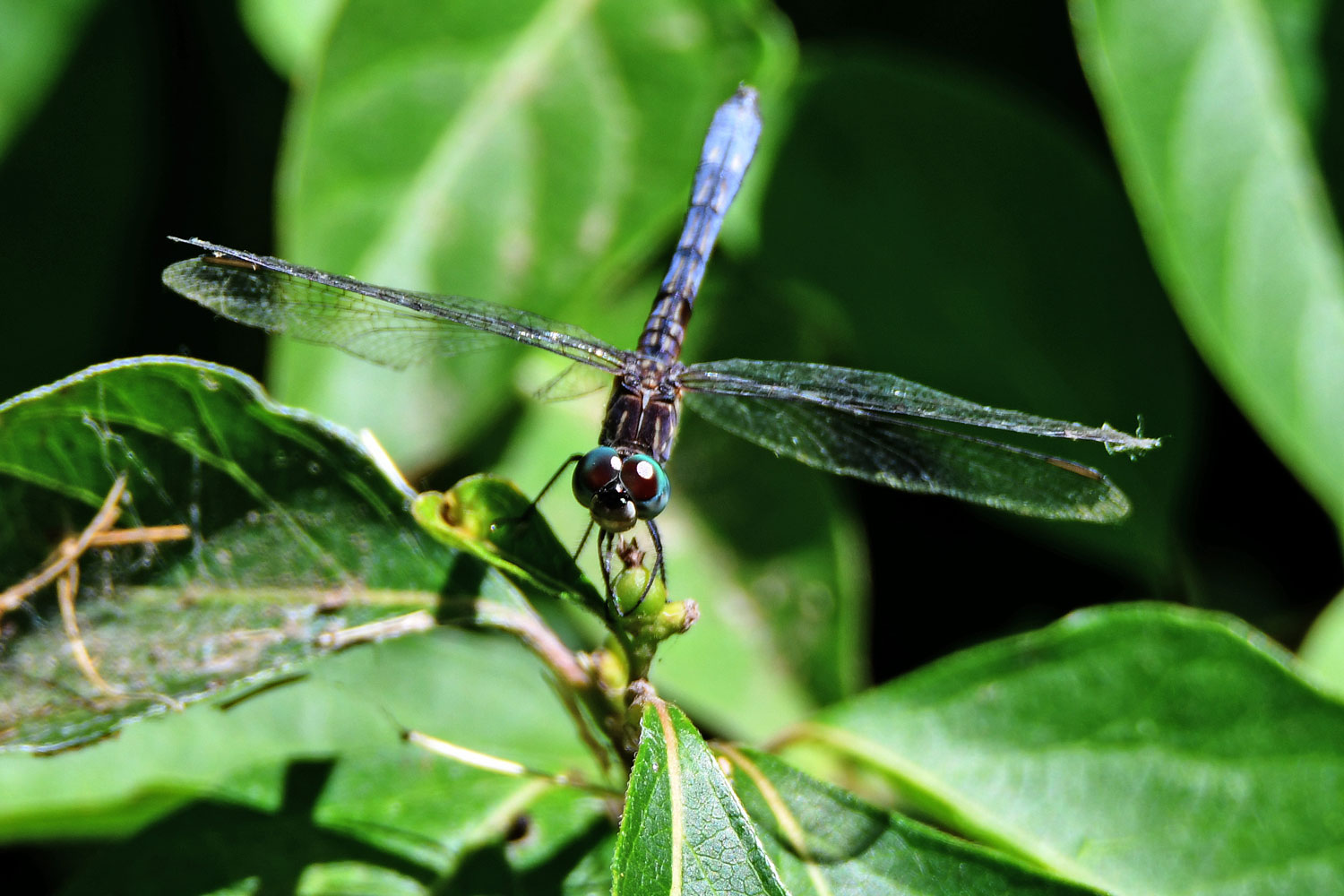 A dragonfly on green leaves