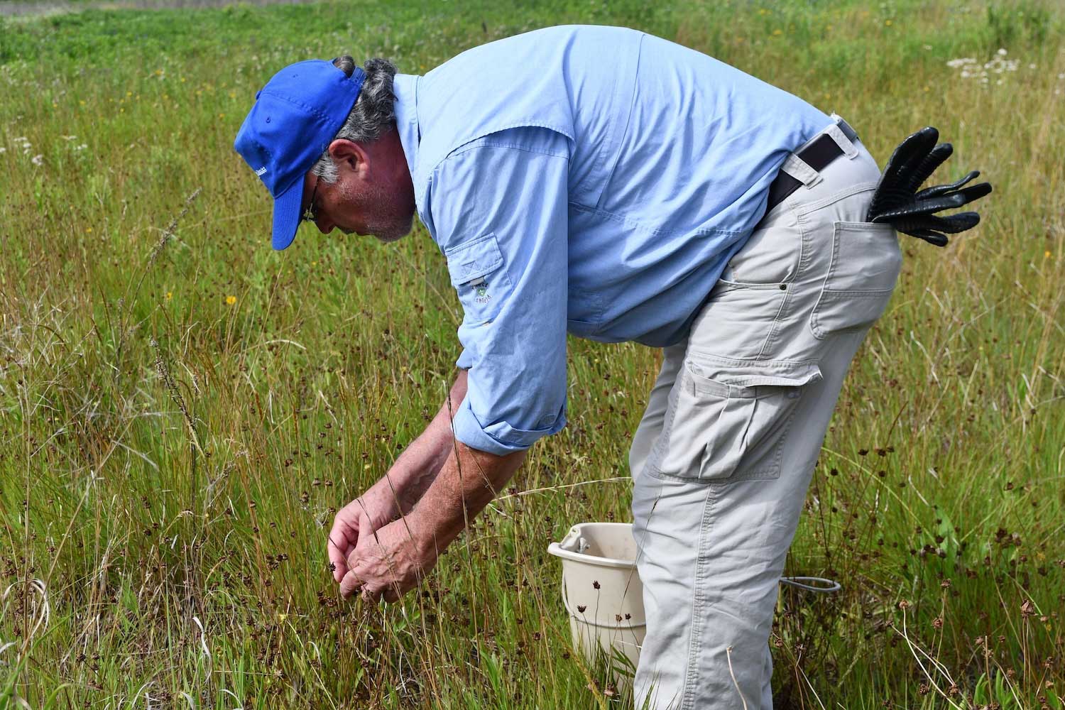 A person leading over collecting seeds from native plants.