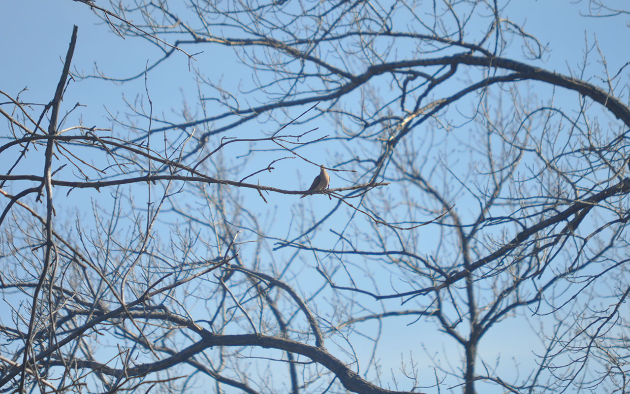 A mourning dove on a branch.