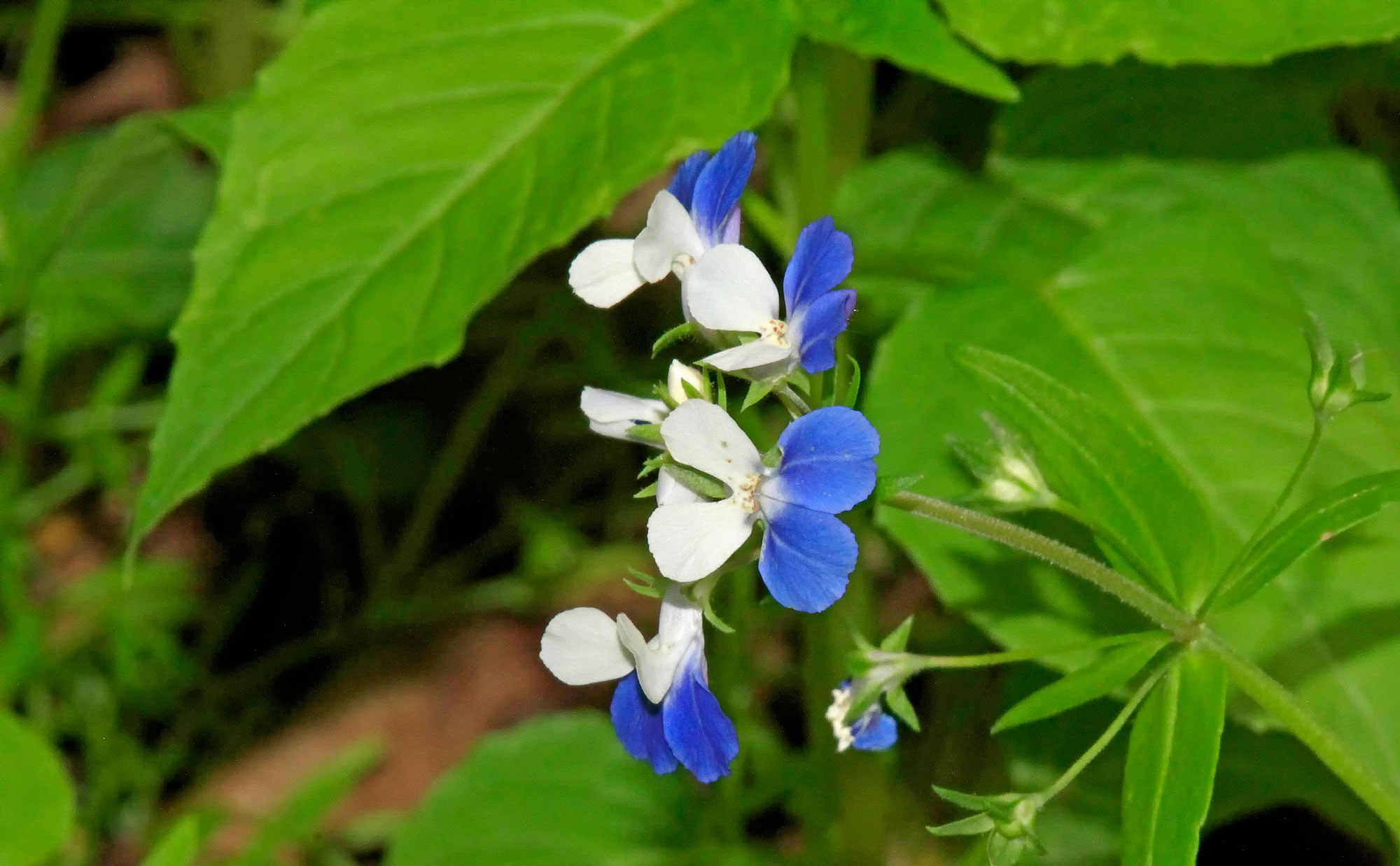 Closeup of blue-eyed Mary.