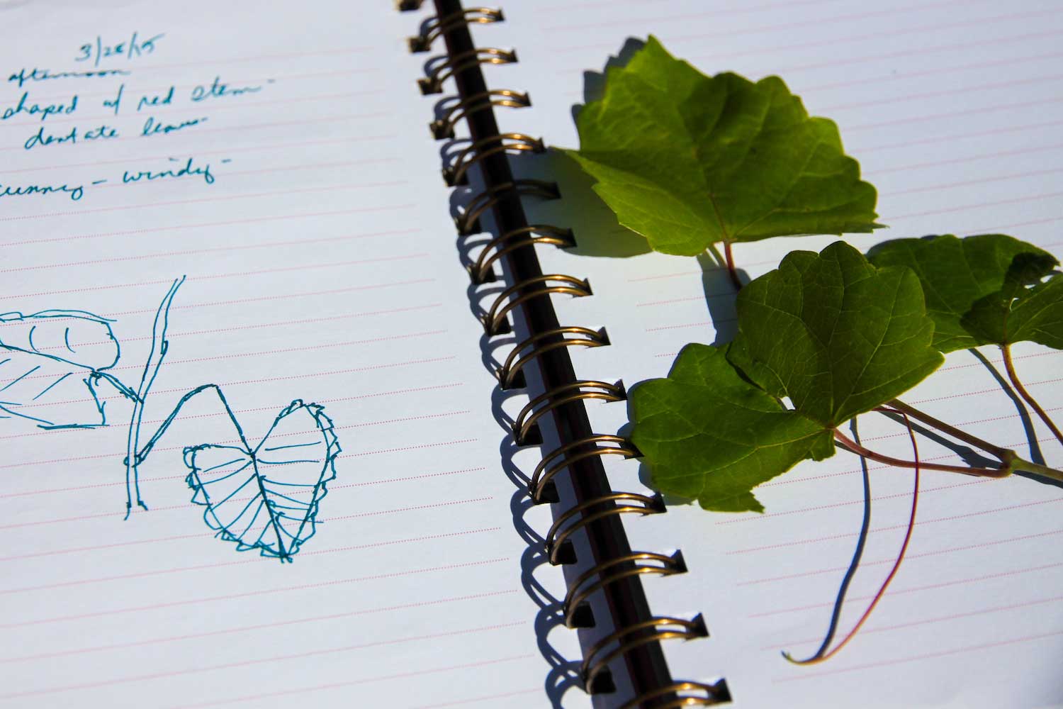 A leaf on the open pages of a journal.