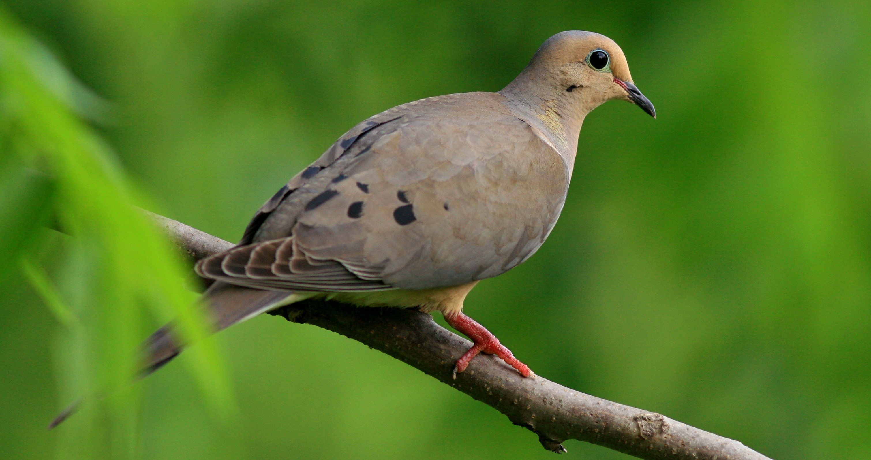 A mourning dove on a branch.