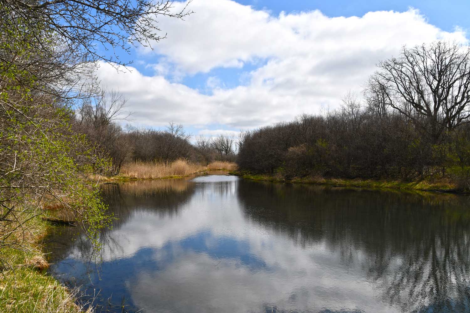 River surrounded by grasses and trees.