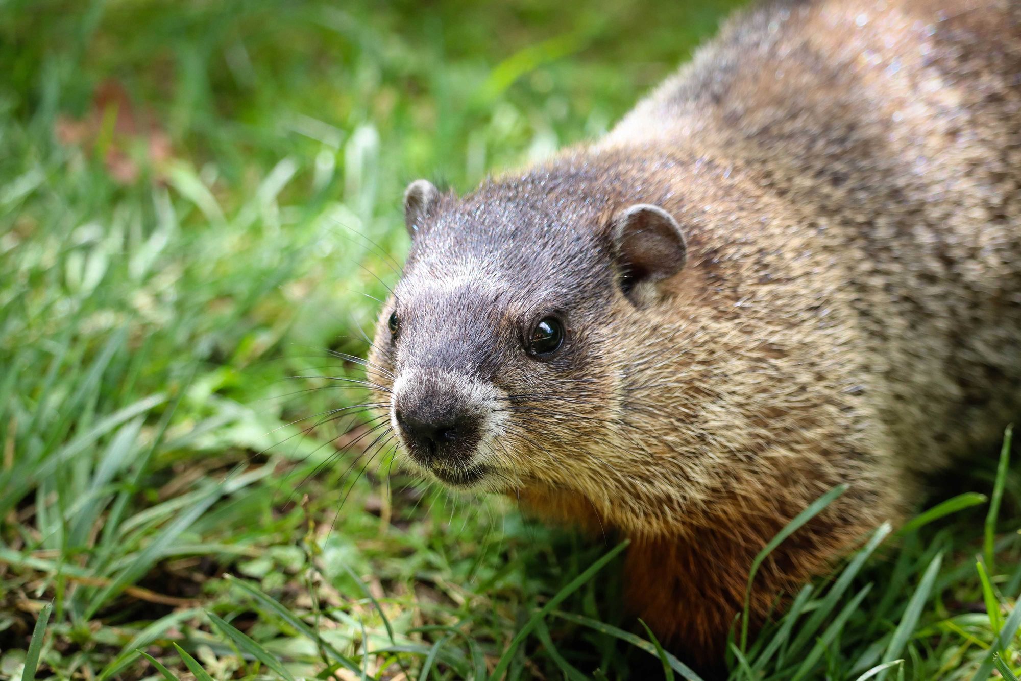 A woodchuck in the grass.