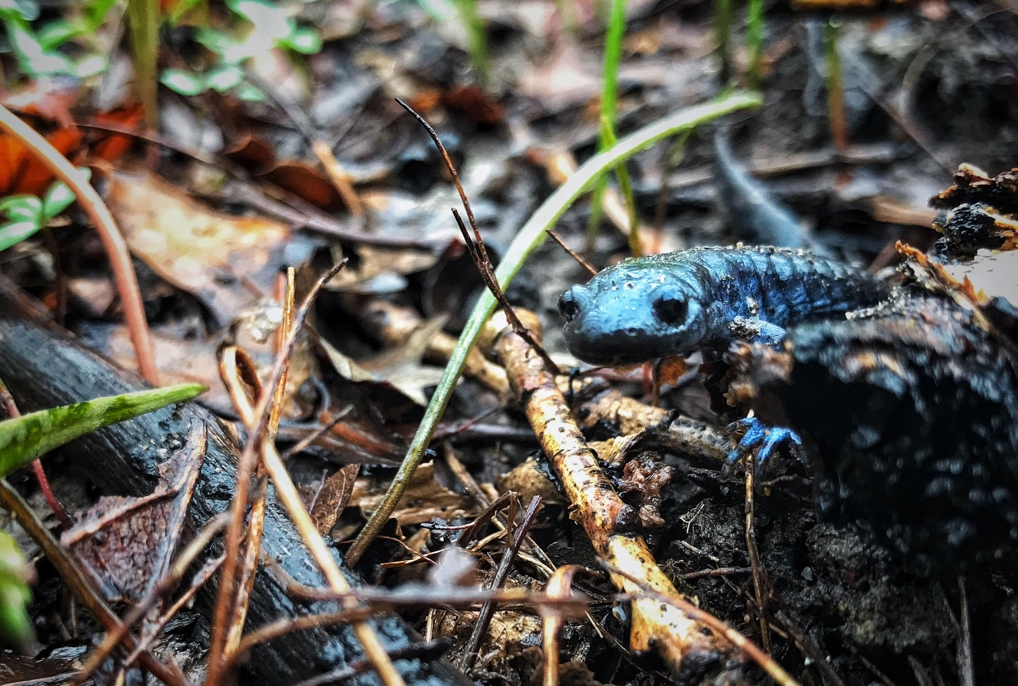 A spotted salamander on the ground.