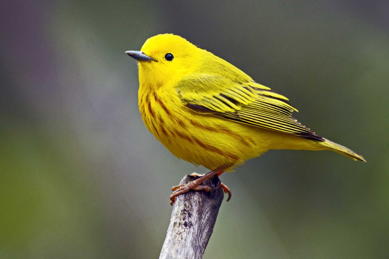 Yellow warbler perched on a branch.