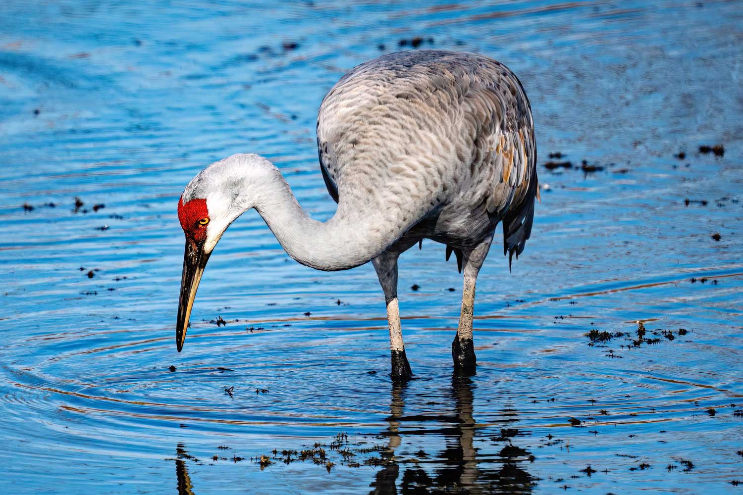 Sandhill crane standing in the water with its bill close to the surface of the water.