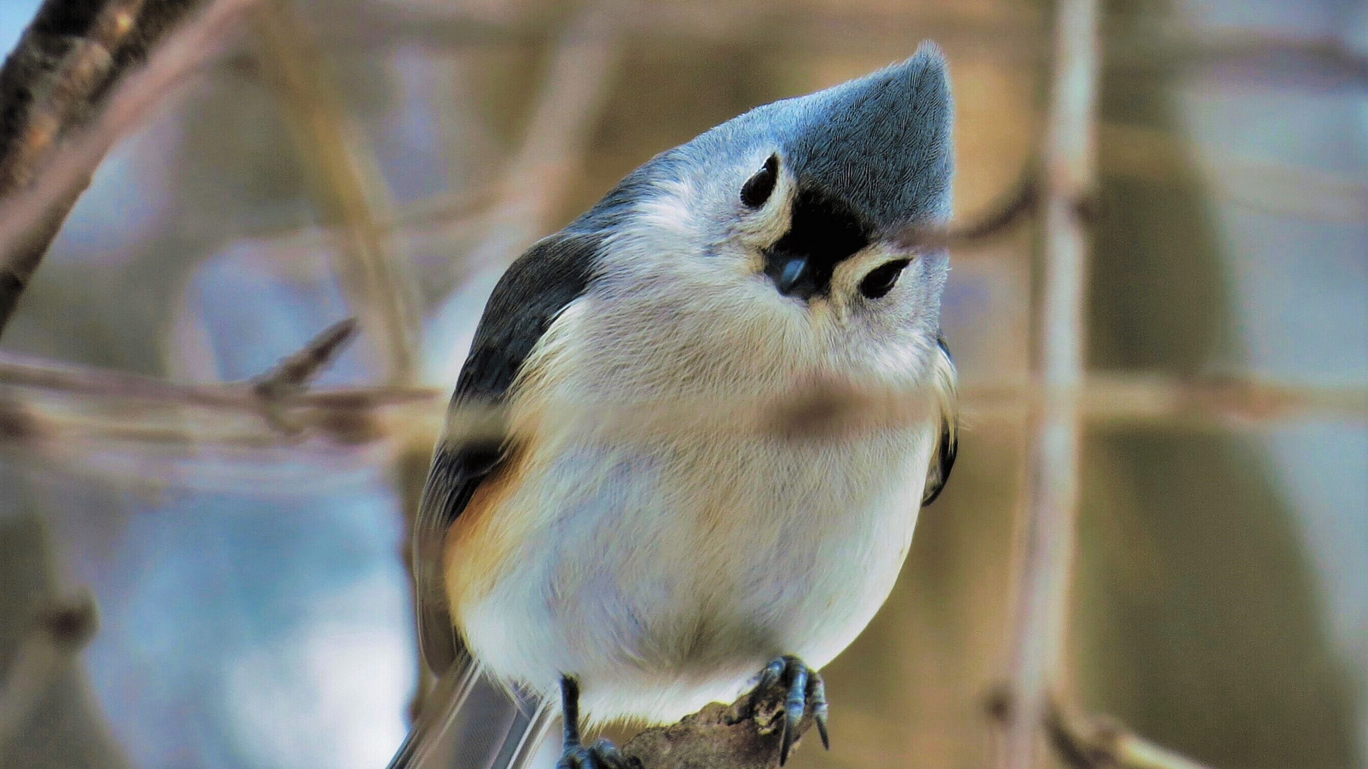 A tufted titmouse on a branch looking at the camera.